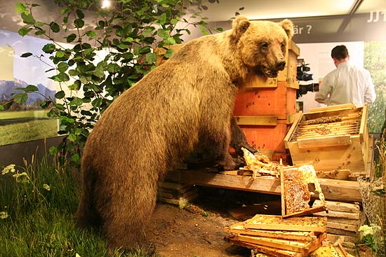 Braunbär Bruno alias JJ1 am Bienenstock im Museum Mensch und Natur, München (Foto: MartiN Schmitz)